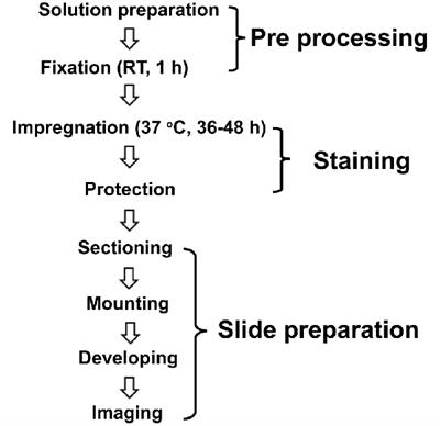 Optimized Golgi-Cox Staining Validated in the Hippocampus of Spared Nerve Injury Mouse Model